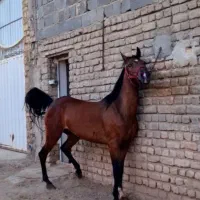 مادیان کرد بسیار بسیار پرخون