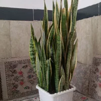 گل طبیعی