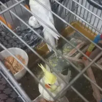 پرنده|پرنده|قدس, شهرقدس|دیوار