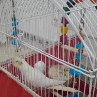 عروس هلندی وطوطی،برزیلی با قغس