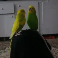 مرغ عشق فنچ مرغ عشق انگلیسی