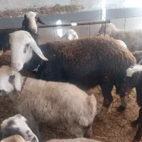 با سلام  چند رس بره نر و قوچ 3شیره|حیوانات مزرعه|سیلاخور, |دیوار