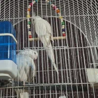 طوطی هلندی|پرنده|خرمشهر, |دیوار