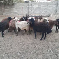 ۱۲ گوسفند|حیوانات مزرعه|چگنی, |دیوار