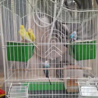 ۲ جفت ۴ تا مرغ عشق همراه با قفس سالم|پرنده|ری, فیروزآبادی|دیوار