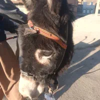 الاغ معاوضه با توله اسب یا مادیون