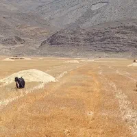 بز کهره دار