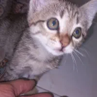 گربه واگزاری