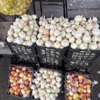 پیاز سوپر