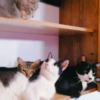 نیاز ب یک نیروی کار برای نظافت پانسیون حیوانات