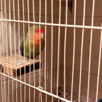 طوطی عروس هلندی