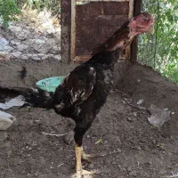 فروش مرغ و خروس لاری اصل و نسب دار|حیوانات مزرعه|سردشت, |دیوار