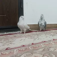 کبوتر سرحال