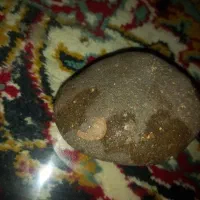 سنگ اسمانی|کلکسیون اشیاء عتیقه|بیجار, |دیوار