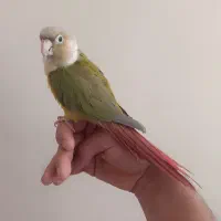 گرینچیک دستی سخنگو فروش یا معاوضه