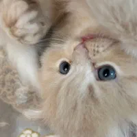 پیشی ناز گربه