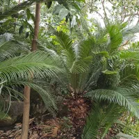 فروش سیکاس رامسر|گل و گیاه طبیعی|رامسر, |دیوار