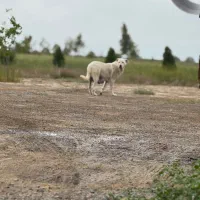 پیش فروش توله خراسانی آلابای