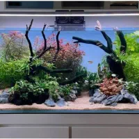 آکواریوم و ماهی