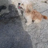 سگ شیتزو شناسنامه دار و میکرو چیپ دار|سگ|نمین, |دیوار