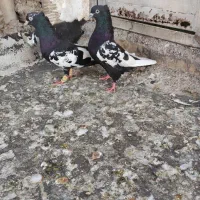 سینه ای طوقی دمبی