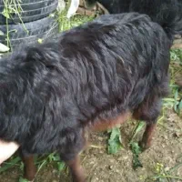 بزغاله ماده جنس دار خوراک خور فقد و فقد ۶۵۰۰