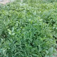 شتیل گوجه فرنگی