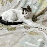 گربه مهربون و خونگی|گربه|کرمان, |دیوار
