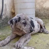 توله‌سگ گریت‌دین اصیل فوق‌العاده درشت و سالم|سگ|رشت, حومه رشت|دیوار