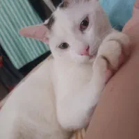 واگذاری گربه ۸ ماهه