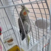 یک جفت عروس هلندی