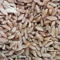 فروش گندم دیمه کشت بهاره