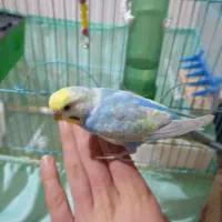 مرغ عشق|پرنده|سقز, |دیوار