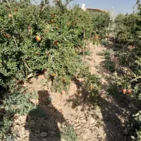 باغ انار|اجارهٔ کوتاه‌مدت ویلا و باغ|ساوه, |دیوار