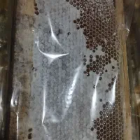 پخش عسل سبلان اصل