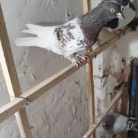 کله سرخ ضربه