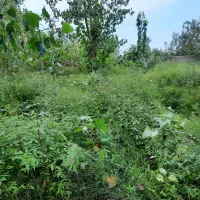 علف زنی|خدمات باغبانی و درختکاری|کومله, |دیوار