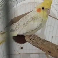 عروس هلندی و فنچ