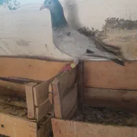 دورگ