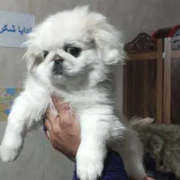 توله سگ پیکینیز امپریال|سگ|چهاردانگه (تهران), |دیوار