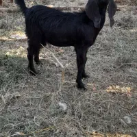 یک گیسه ودوتا چپش نری ویک کهره نر چاق چاق|حیوانات مزرعه|بم, |دیوار