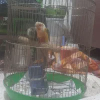 طوطی گرینچیک