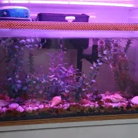 آکواریوم شیشه خم|ماهی|کرمانشاه, |دیوار