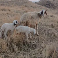 گوسفند سنجابی