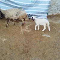 میش وبره|حیوانات مزرعه|کرمانشاه, |دیوار