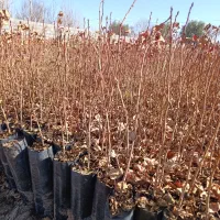 فروش نهال|خدمات باغبانی و درختکاری|مهریز, |دیوار