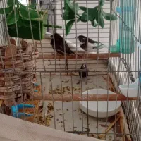 فنج بنگالی 500