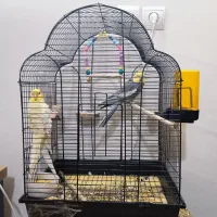 دوعروس هلندی به همراه قفس