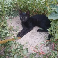 دوتا بچه گربه اهلی