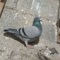 سبز ماده مسافتی المانی|پرنده|مشهد, خواجه ربیع|دیوار